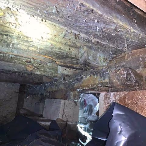 Mold in Crawl Spaces