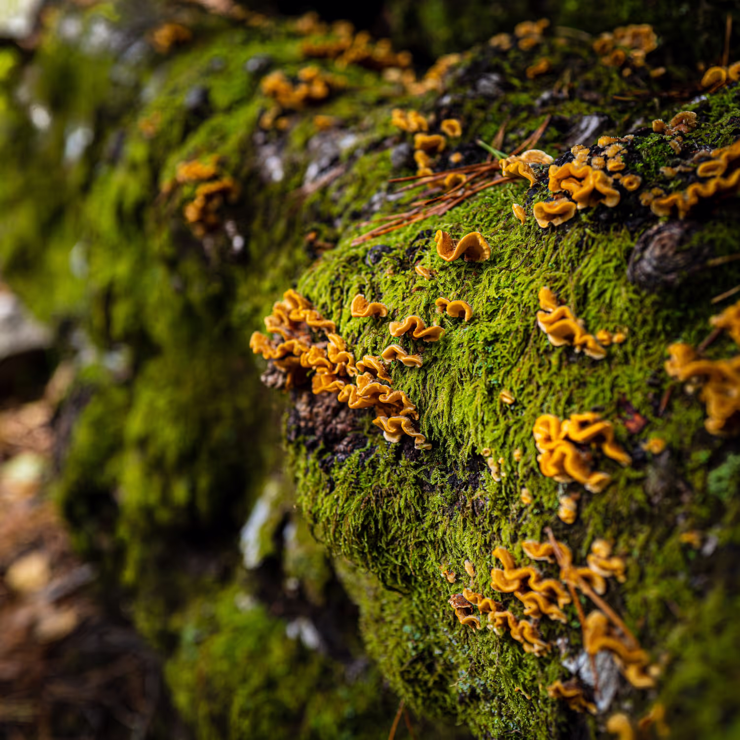 Where Does Mold Come From?